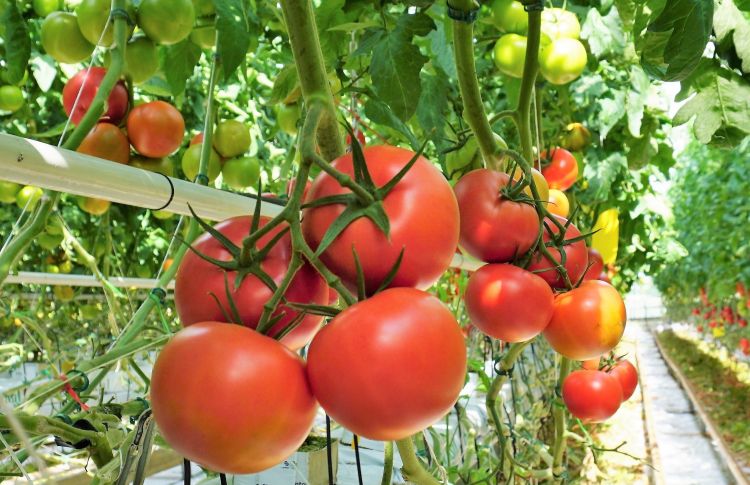 Nowa genetyka pomidorów malinowych